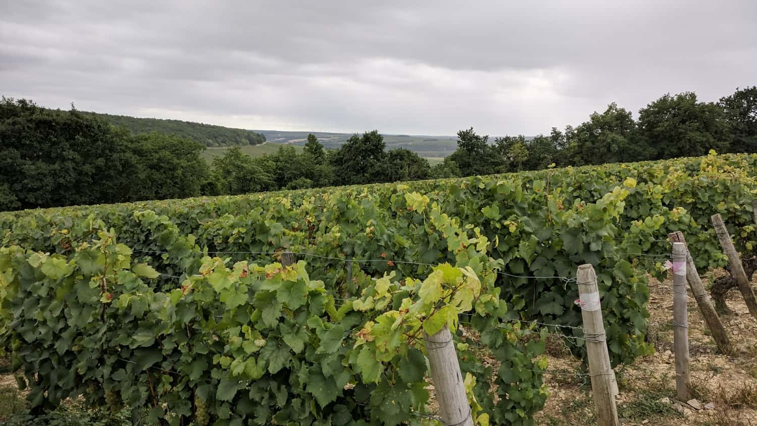 An Absolutely Amazing White Burgundy Value - Vignoble Dampt's